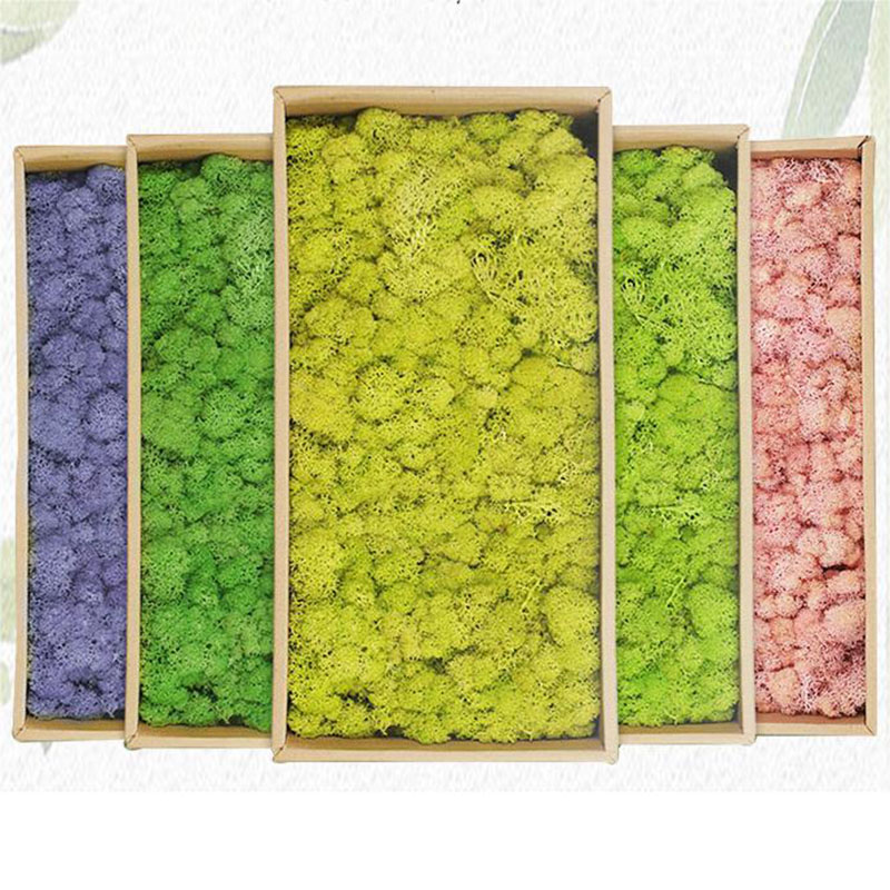 Plantas verdes artificiales de - Sphagnum Moss Dry reseña y precio